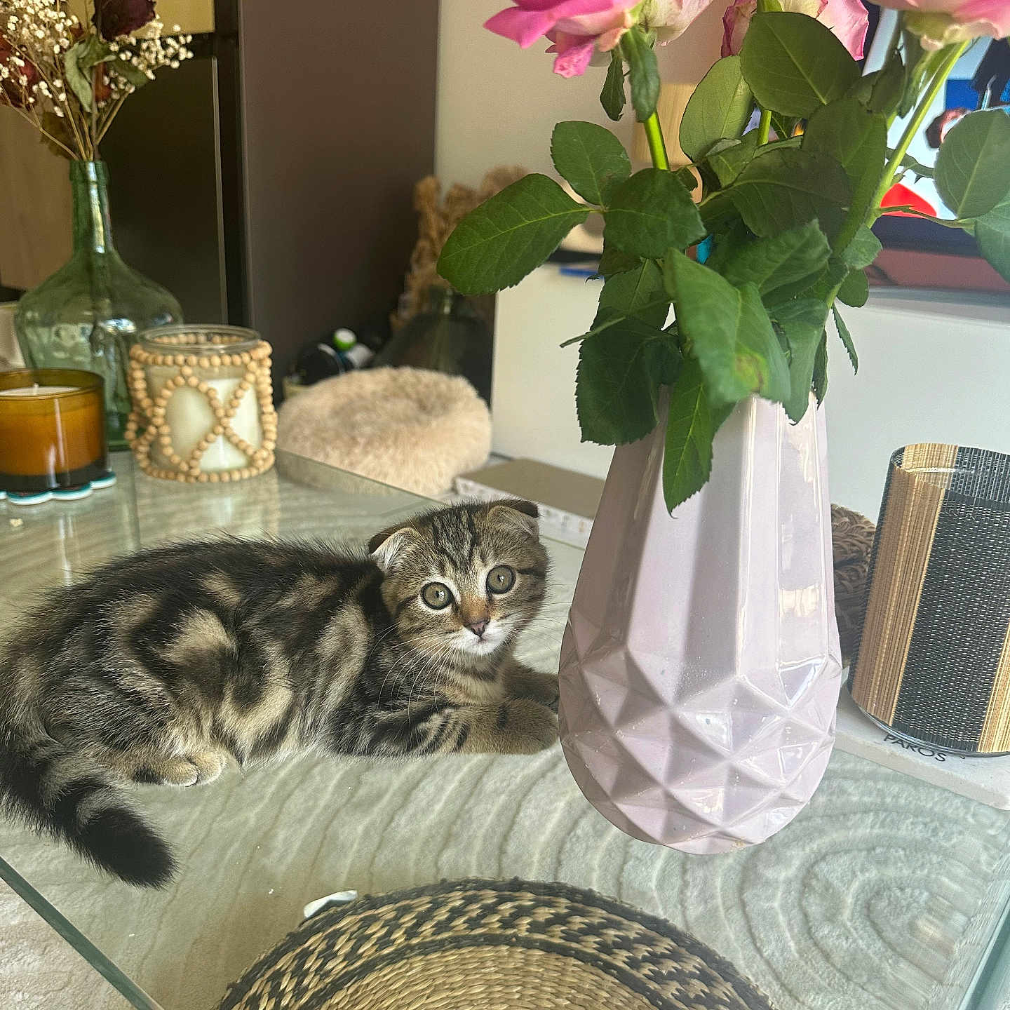 Venus a rejoint le concours — aidez-le/la à gagner de superbes lots ! accessories, animal, candle, cat, diningtable, flower, flowerarrangement, flowerbouquet, furniture, jar, kitten, pet, plant, planter, pottedplant, pottery, rose, table, tabletop, vase