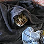 animal, blanket, cat, comfort, cozy, cute, domestic, face, feline, fur, gray, hiding, indoor, pattern, pet, resting, sleepy, soft, texture, warm