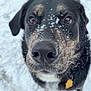 dog, snow, close_up, nose, brown_eyes, wet_nose, black_fur, whiskers, collar, id_tag, playful, outdoor, winter, paw, tongue, friendly, pet, portrait, canine, snow_on_face