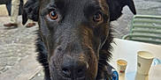 Scooby participe au concours pour gagner de l'argent avec cette photo : dog, black_dog, close_up, blue_harness, blue_bandana, outdoor, street, cobblestone, table, coffee_cup, urban, people, walking, canine, pet, leash, curious, daytime, portrait, animal