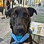 dog, black_dog, close_up, blue_harness, blue_bandana, outdoor, street, cobblestone, table, coffee_cup, urban, people, walking, canine, pet, leash, curious, daytime, portrait, animal