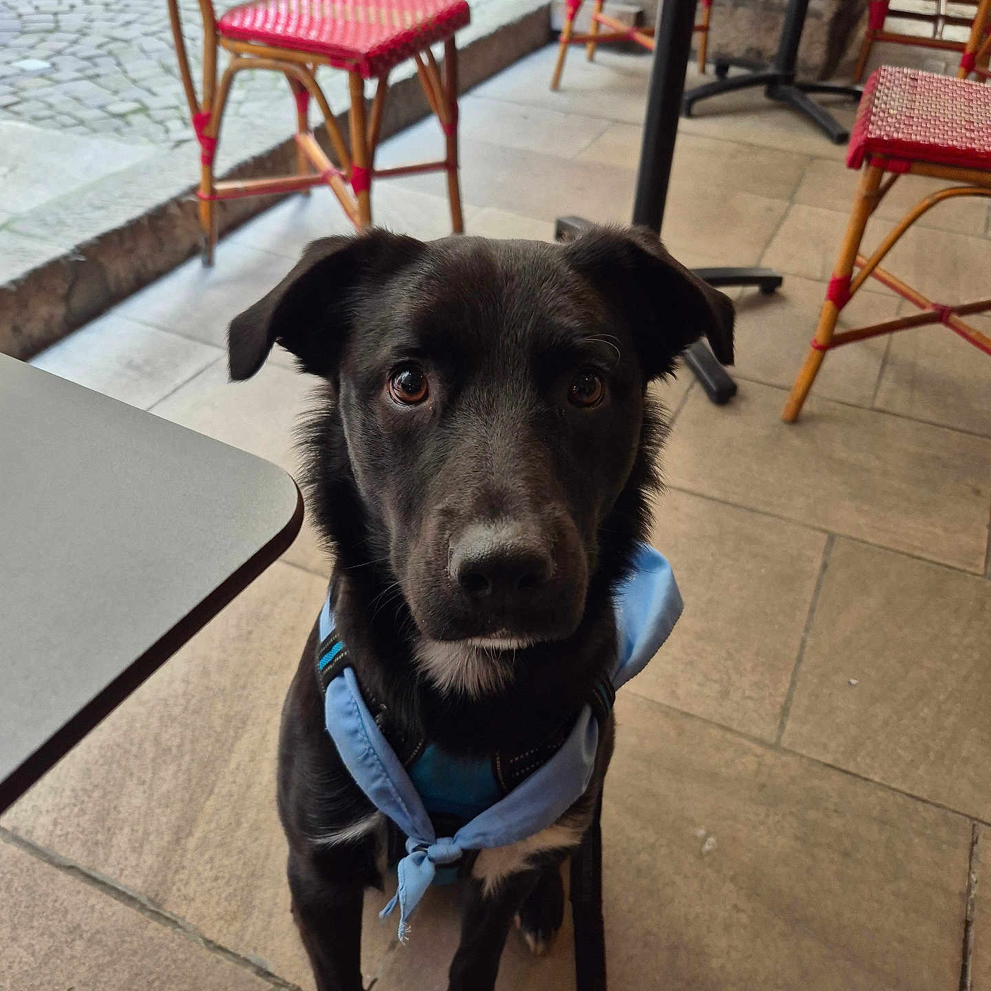 Scooby a rejoint le concours — aidez-le/la à gagner de superbes lots ! alert, animal, bandana, black_dog, cafe, chair, companion, curious, cute, dog, domestic_animal, friendly, leash, mammal, outdoor, pavement, pet, portrait, sitting, table