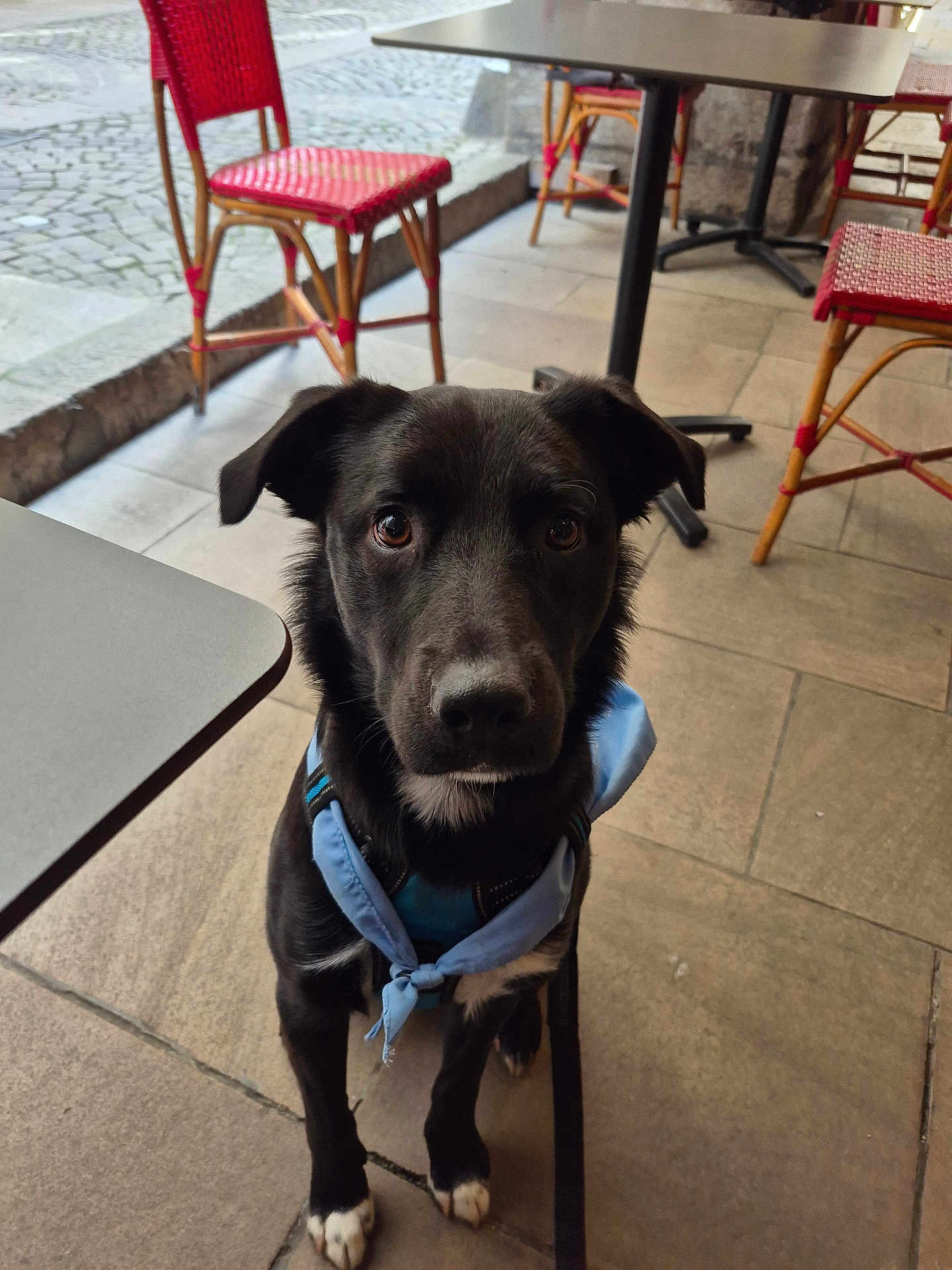 Scooby a rejoint le concours — aidez-le/la à gagner de superbes lots ! dog, black_dog, bandana, pet, animal, outdoor, cafe, table, chair, pavement, curious, sitting, leash, cute, portrait, mammal, companion, friendly, alert, domestic_animal