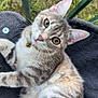 Sabra participe au concours pour gagner de l'argent avec cette photo : animal, bell, blanket, cat, collar, cute, ears, eyes, feline, fur, grass, metal_bars, nature, outdoor, pet, relaxing, resting, striped, tabby, whiskers