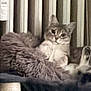 Sabra a rejoint le concours — aidez-le/la à gagner de superbes lots ! animal, cat, comfortable, cozy, domestic, ears, face, fluffy, fur, furniture, home, indoor, lounging, perch, pet, relaxed, resting, vertical_blinds, whiskers, window_blinds