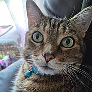 General Sterling is registered to the contest to win money with this photo: cat, tabby, close_up, green_eyes, whiskers, collar, indoor, pet, curious, feline, fur, face, animal, domestic, sitting, soft_light, background_blur, window, curtains, comfort