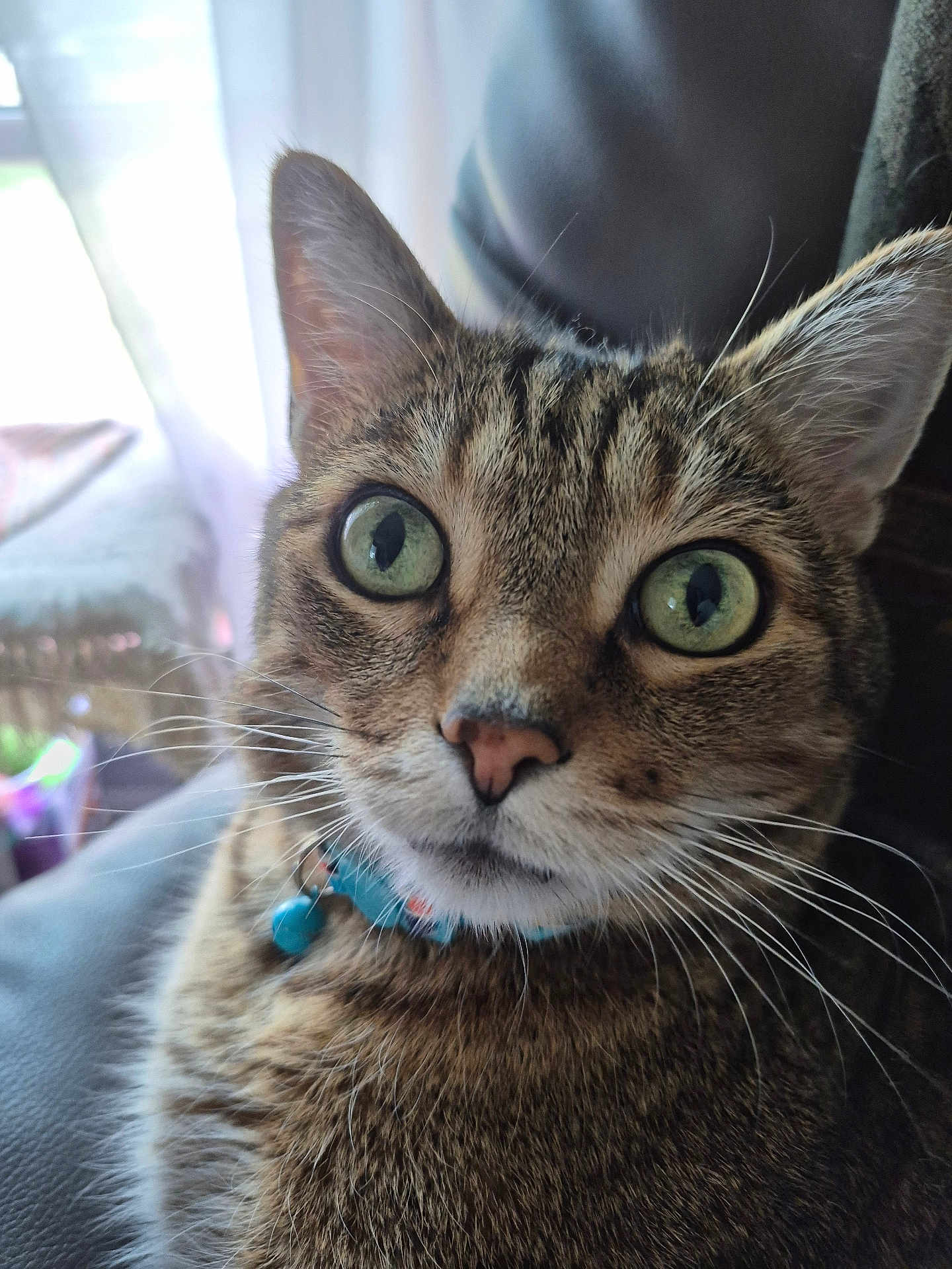 General Sterling is registered to the contest to win money with this photo: cat, tabby, close_up, green_eyes, whiskers, collar, indoor, pet, curious, feline, fur, face, animal, domestic, sitting, soft_light, background_blur, window, curtains, comfort