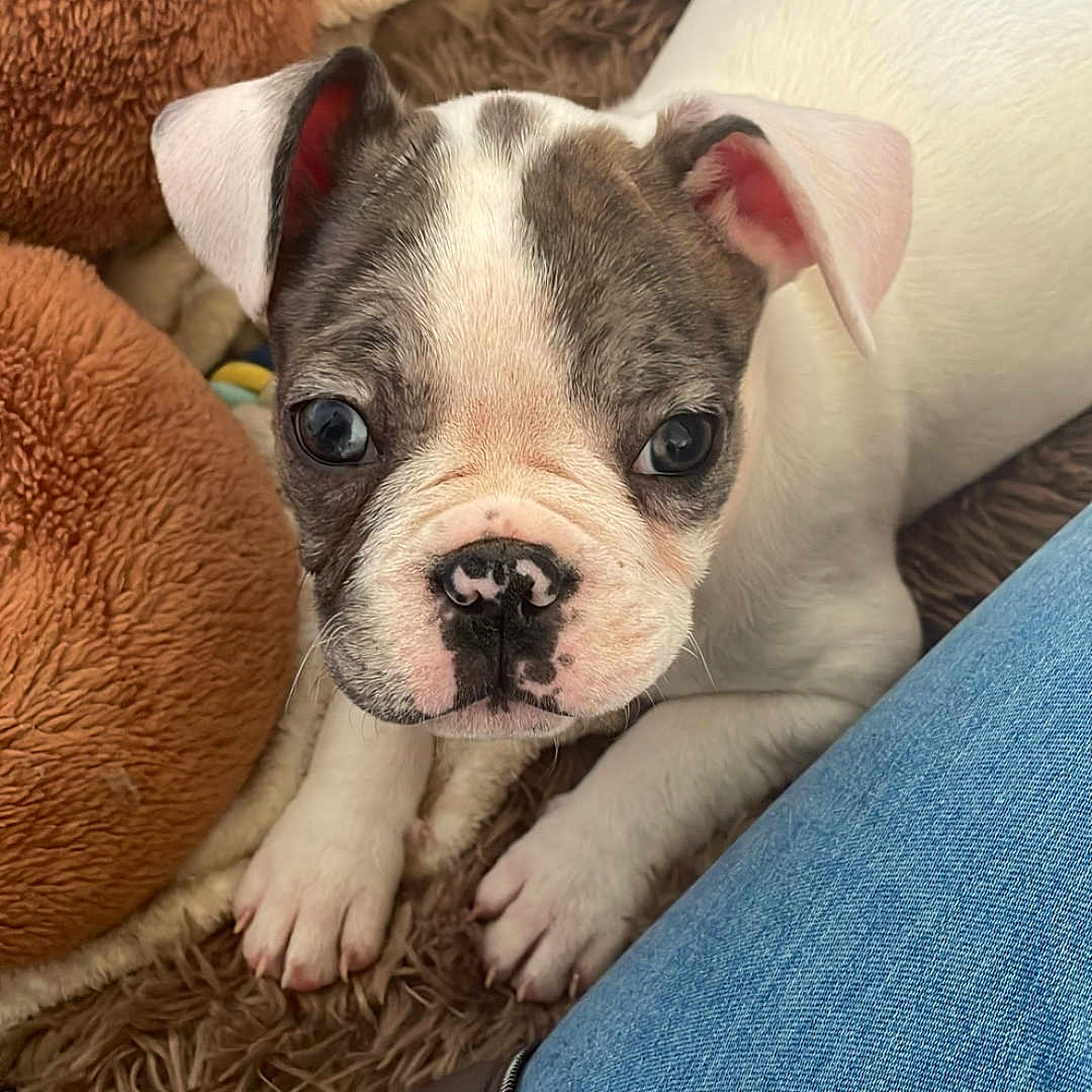 Cookie a rejoint le concours — aidez-le/la à gagner de superbes lots ! animal, blanket, brown, companion, cozy, cuddly, cute, dog, ears, fur, indoor, looking_up, nose, paw, pet, puppy, soft, toy, white, young