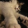 Spicy joined the competition — help win amazing prizes! cat, fluffy, paw, stretching, closeup, pet, feline, whiskers, nose, fur, relaxed, indoor, cozy, black_background, soft_texture, curious, animal, cute, domestic_cat, lying_down