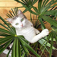 Lila a rejoint le concours — aidez-le/la à gagner de superbes lots ! cat, green_eyes, plant, indoor, leaf, curious, pet, feline, nature, wooden_background, pot, close_up, whiskers, white_fur, gray_fur, green_leaves, houseplant, indoor_garden, animal, cute