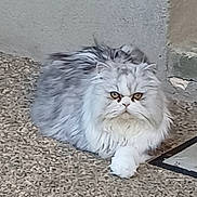 Saphir participe au concours pour gagner de l'argent avec cette photo : cat, persian_cat, fluffy, long_hair, white, pet, animal, sitting, lying_down, indoors, carpet, floor, wall, portrait, close_up, eyes, whiskers, paws, grumpy, judgmental