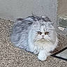 cat, persian_cat, fluffy, long_hair, white, pet, animal, sitting, lying_down, indoors, carpet, floor, wall, portrait, close_up, eyes, whiskers, paws, grumpy, judgmental