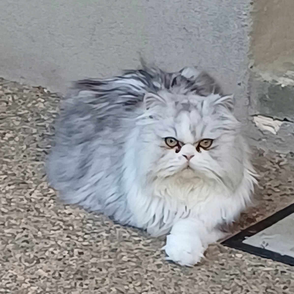 Saphir participe au concours pour gagner de l'argent avec cette photo : cat, persian_cat, fluffy, long_hair, white, pet, animal, sitting, lying_down, indoors, carpet, floor, wall, portrait, close_up, eyes, whiskers, paws, grumpy, judgmental