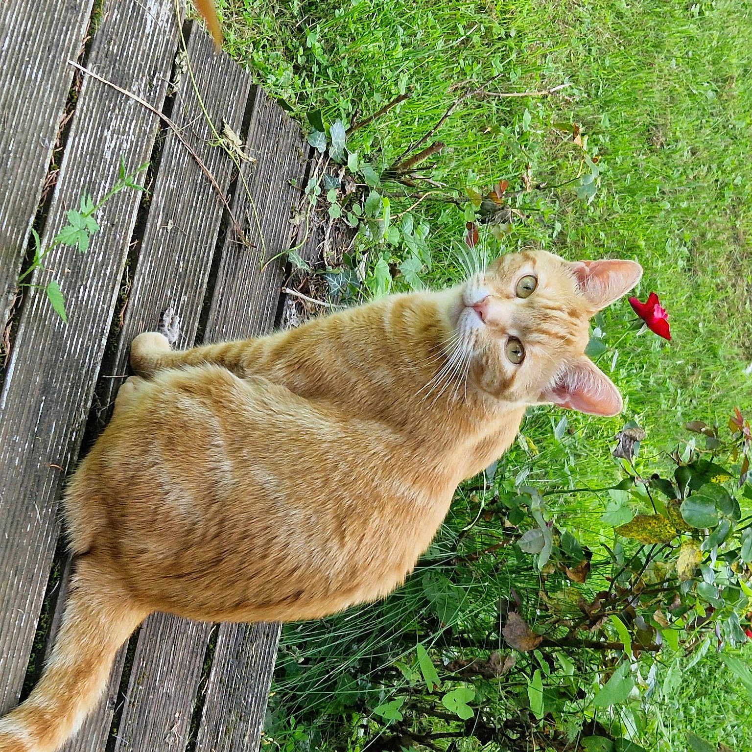 Felix