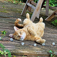 Léo participe au concours pour gagner de l'argent avec cette photo : cat, orange_tabby, lying_down, wooden_deck, greenery, outdoor, relaxed, garden_chair, plants, string_lights, fur, pet, nature, playful, sunlight, whiskers, tail, ears, paws, wood