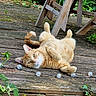 cat, orange_tabby, lying_down, wooden_deck, greenery, outdoor, relaxed, garden_chair, plants, string_lights, fur, pet, nature, playful, sunlight, whiskers, tail, ears, paws, wood