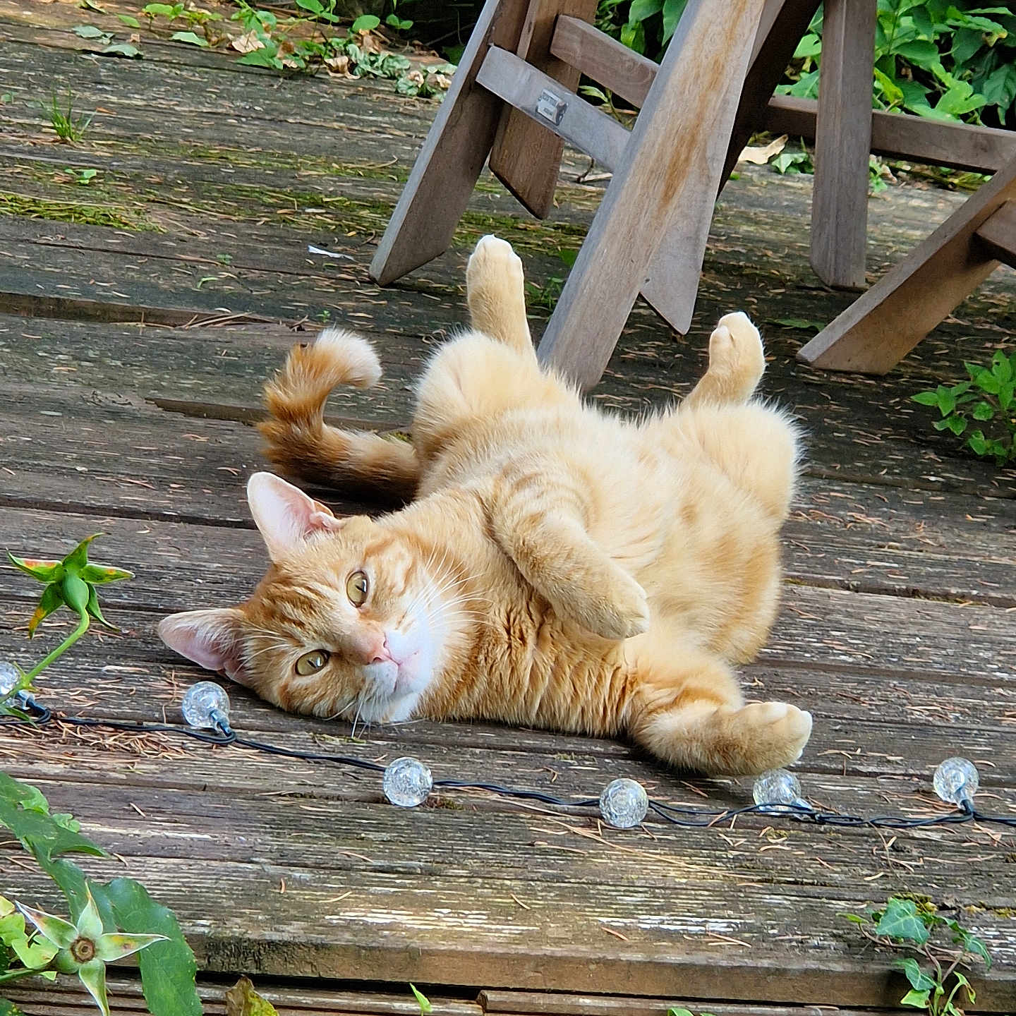 Léo participe au concours pour gagner de l'argent avec cette photo : cat, orange_tabby, lying_down, wooden_deck, greenery, outdoor, relaxed, garden_chair, plants, string_lights, fur, pet, nature, playful, sunlight, whiskers, tail, ears, paws, wood