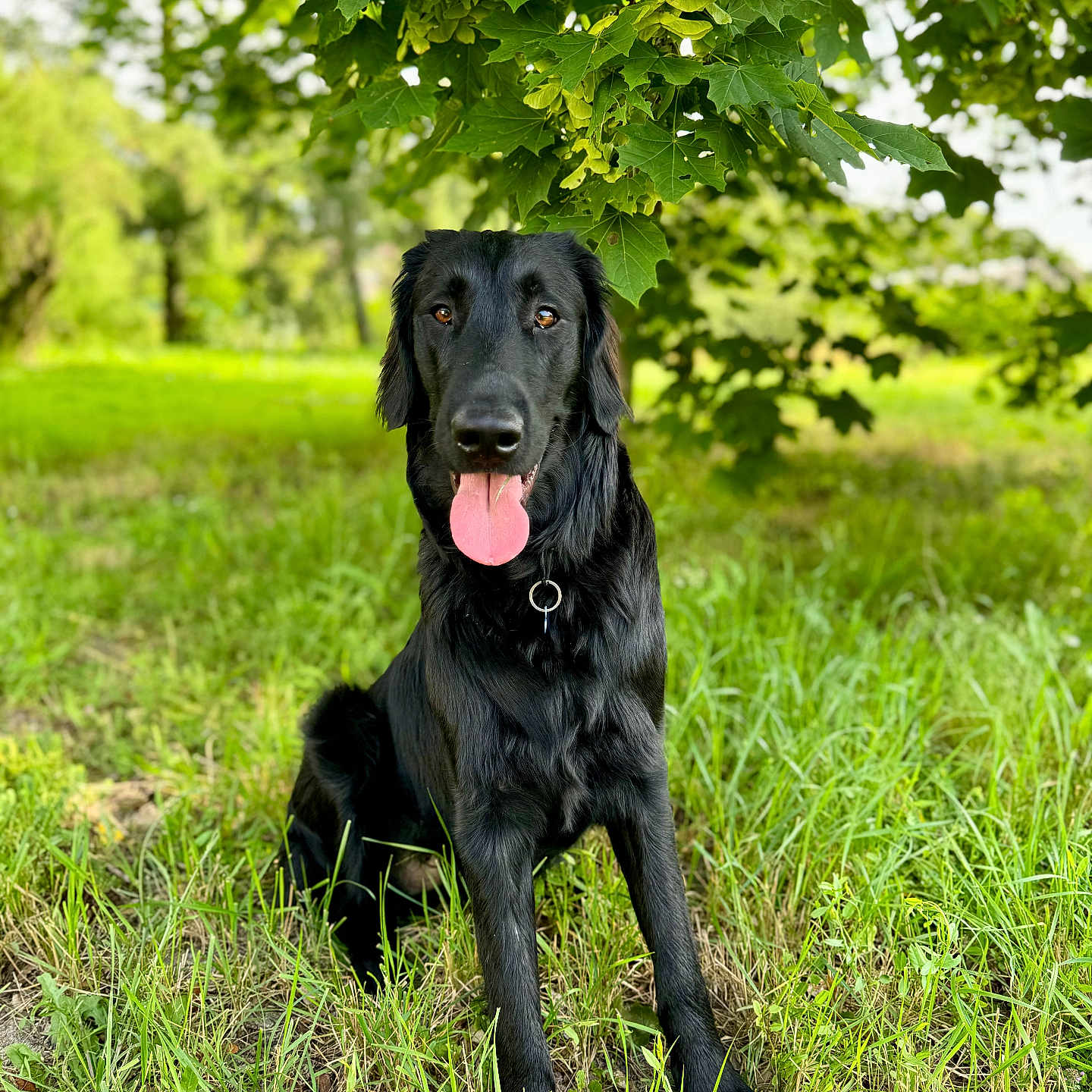 Petrus a rejoint le concours — aidez-le/la à gagner de superbes lots ! animal, canine, cockerspaniel, dog, field, goldenretriever, grass, grassland, hound, labradorretriever, land, leaf, nature, outdoors, pet, plant, puppy, tree, vegetation, woodland