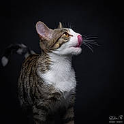 Néo participe au concours pour gagner de l'argent avec cette photo : animal, black_background, cat, close_up, dramatic_lighting, fur, green_eyes, licking, pet, photography, portrait, profile, sitting, striped_fur, studio_lighting, tabby_cat, tongue, upright, whiskers, white_chest