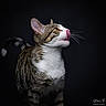 animal, black_background, cat, close_up, dramatic_lighting, fur, green_eyes, licking, pet, photography, portrait, profile, sitting, striped_fur, studio_lighting, tabby_cat, tongue, upright, whiskers, white_chest