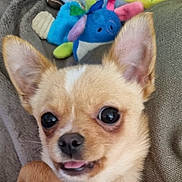 Cookie participe au concours pour gagner de l'argent avec cette photo : dog, chihuahua, puppy, close_up, tongue, big_eyes, ears, plush_toy, toy, blue_toy, couch, blanket, sofa, indoor, pet, cute, small_dog, furry, portrait, playful