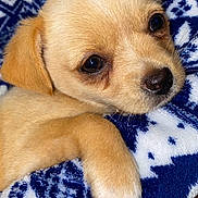 Cookie a rejoint le concours — aidez-le/la à gagner de superbes lots ! puppy, dog, close_up, blanket, blue_patterned_blanket, fur, paw, nose, eyes, cozy, pet, domestic_animal, young, small, indoor, portrait, adorable, bedding, snuggle, sleepy
