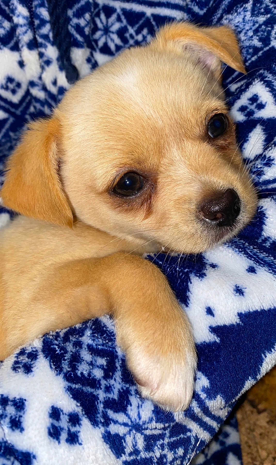 Cookie a rejoint le concours — aidez-le/la à gagner de superbes lots ! puppy, dog, close_up, blanket, blue_patterned_blanket, fur, paw, nose, eyes, cozy, pet, domestic_animal, young, small, indoor, portrait, adorable, bedding, snuggle, sleepy
