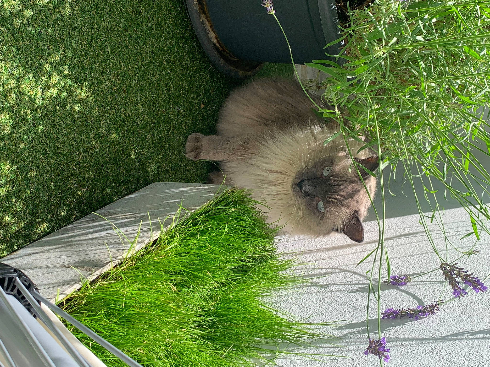 Calinou a rejoint le concours — aidez-le/la à gagner de superbes lots ! arecales, asphalt, automotive_tire, fawn, fur, garden, grass, groundcover, landscape, plant, road_surface, rodent, shrub, sidewalk, tail, terrestrial_plant, tire, wheel, whiskers, working_animal