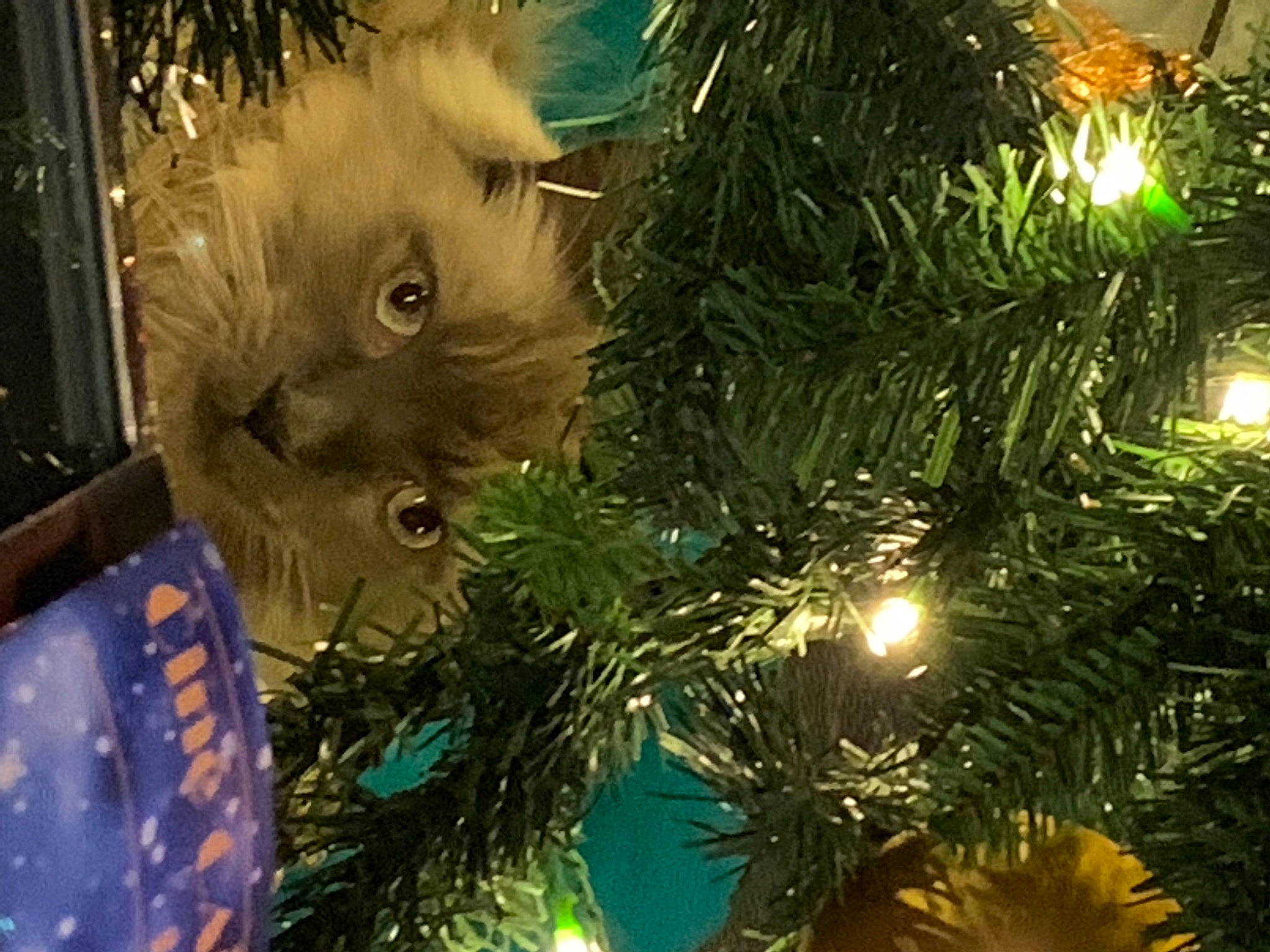 Calinou a rejoint le concours — aidez-le/la à gagner de superbes lots ! branch, carnivore, cat, christmas_decoration, christmas_ornament, christmas_tree, event, evergreen, fawn, felidae, holiday_ornament, light, organism, ornament, plant, small_to_medium_sized_cats, snout, tree, whiskers, woody_plant