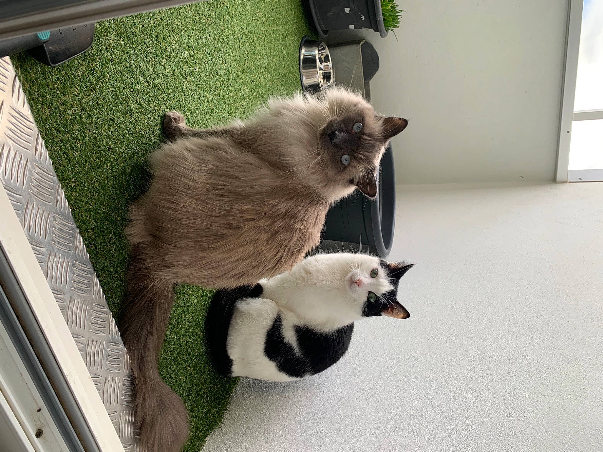 Calinou a rejoint le concours — aidez-le/la à gagner de superbes lots ! carnivore, cat, claw, companion_dog, fawn, felidae, fur, mammal, plant, siamese, small_to_medium_sized_cats, snout, tail, terrestrial_animal, thai, whiskers, window