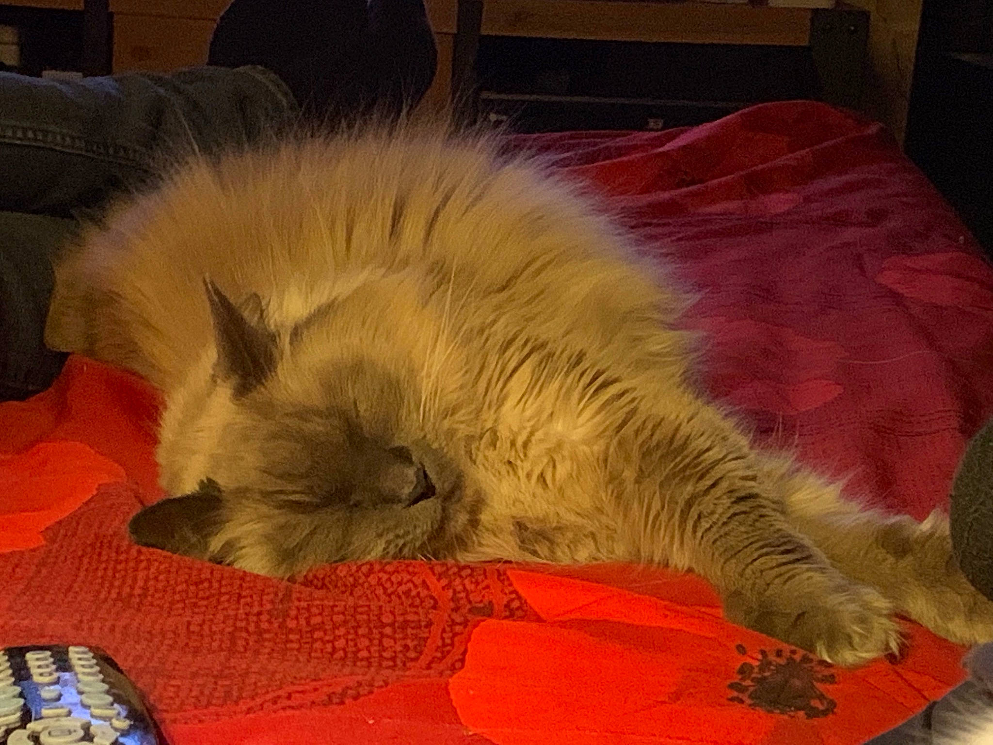 Calinou a rejoint le concours — aidez-le/la à gagner de superbes lots ! british_longhair, canidae, carnivore, cat, claw, comfort, companion_dog, dog_breed, domestic_short_haired_cat, fawn, felidae, flooring, fur, grey, nap, paw, small_to_medium_sized_cats, snout, tail, whiskers