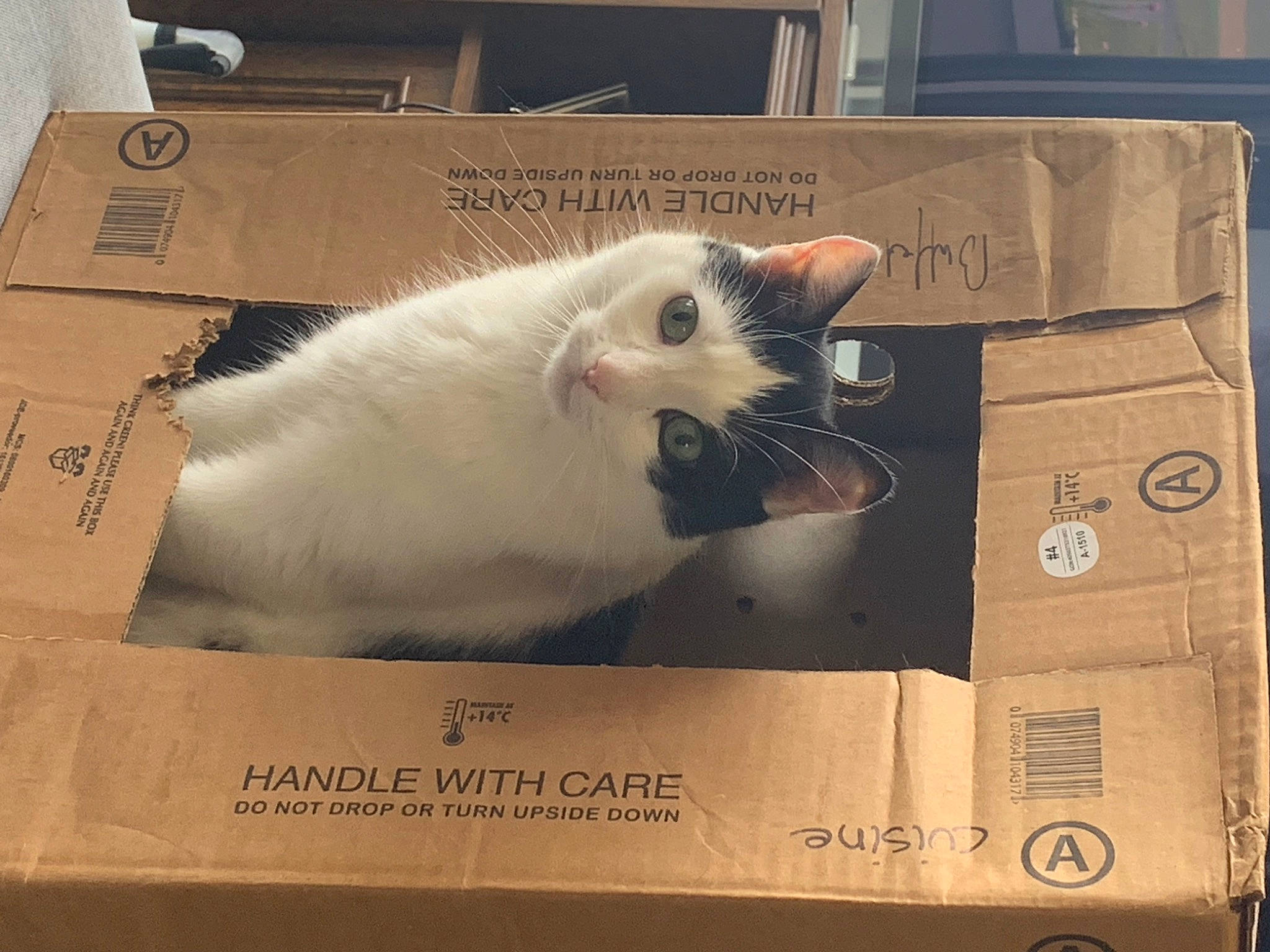 Mistigris participe au concours pour gagner de l'argent avec cette photo : box, cardboard, carnivore, carton, cat, fawn, felidae, font, fur, packaging_and_labeling, packing_materials, paper, paper_product, paw, rectangle, shipping_box, small_to_medium_sized_cats, snout, tail, whiskers