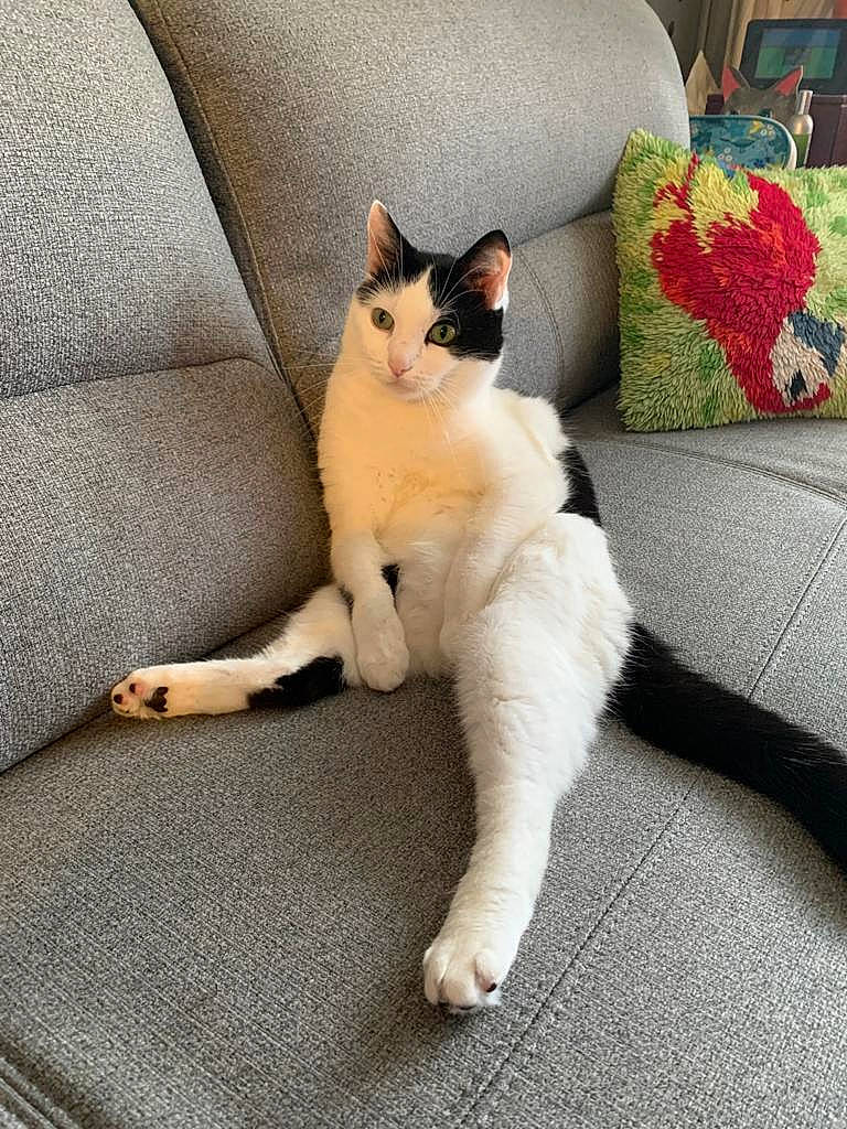 Mistigris a rejoint le concours — aidez-le/la à gagner de superbes lots ! carnivore, cat, comfort, couch, domestic_short_haired_cat, fawn, felidae, flooring, foot, fur, grey, human_body, human_leg, lap, paw, plant, small_to_medium_sized_cats, snout, tail, whiskers