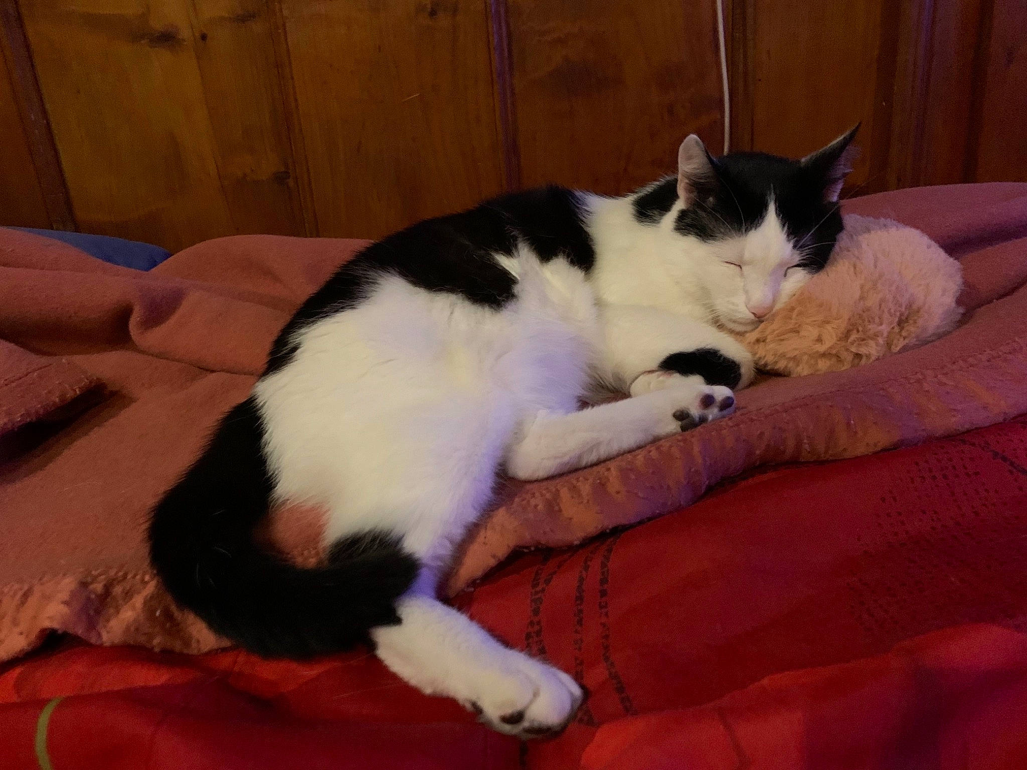 Mistigris participe au concours pour gagner de l'argent avec cette photo : carnivore, cat, claw, comfort, domestic_short_haired_cat, felidae, flooring, fur, hardwood, lap, linens, nap, paw, small_to_medium_sized_cats, tail, textile, whiskers, wood