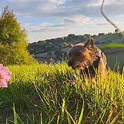 Poupette participe au concours pour gagner de l'argent avec cette photo : dog, grass, flower, nature, outdoor, field, hills, sunlight, trees, sky, clouds, pet, canine, greenery, scenic, daytime, walking, animal, flora, landscape