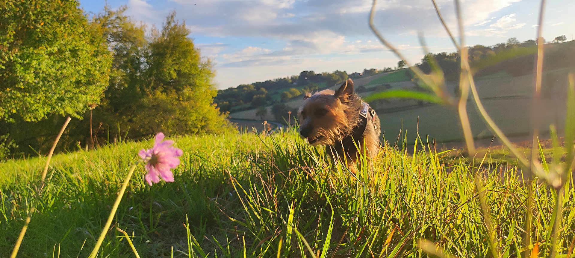Poupette participe au concours pour gagner de l'argent avec cette photo : dog, grass, flower, nature, outdoor, field, hills, sunlight, trees, sky, clouds, pet, canine, greenery, scenic, daytime, walking, animal, flora, landscape