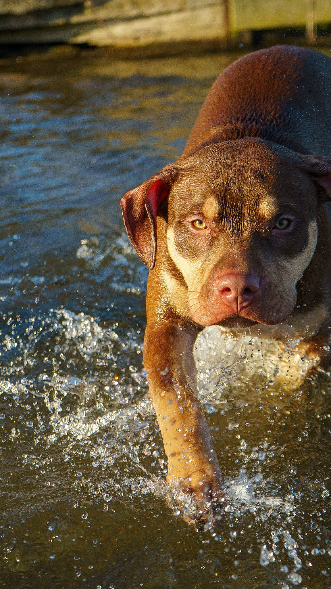 Zeno joined the competition — help win amazing prizes! canidae, carnivore, companion_dog, dog, dog_breed, dog_collar, fawn, fur, hunting_dog, lake, liquid, liver, snout, sporting_group, terrestrial_animal, water, whiskers, wildlife, working_animal