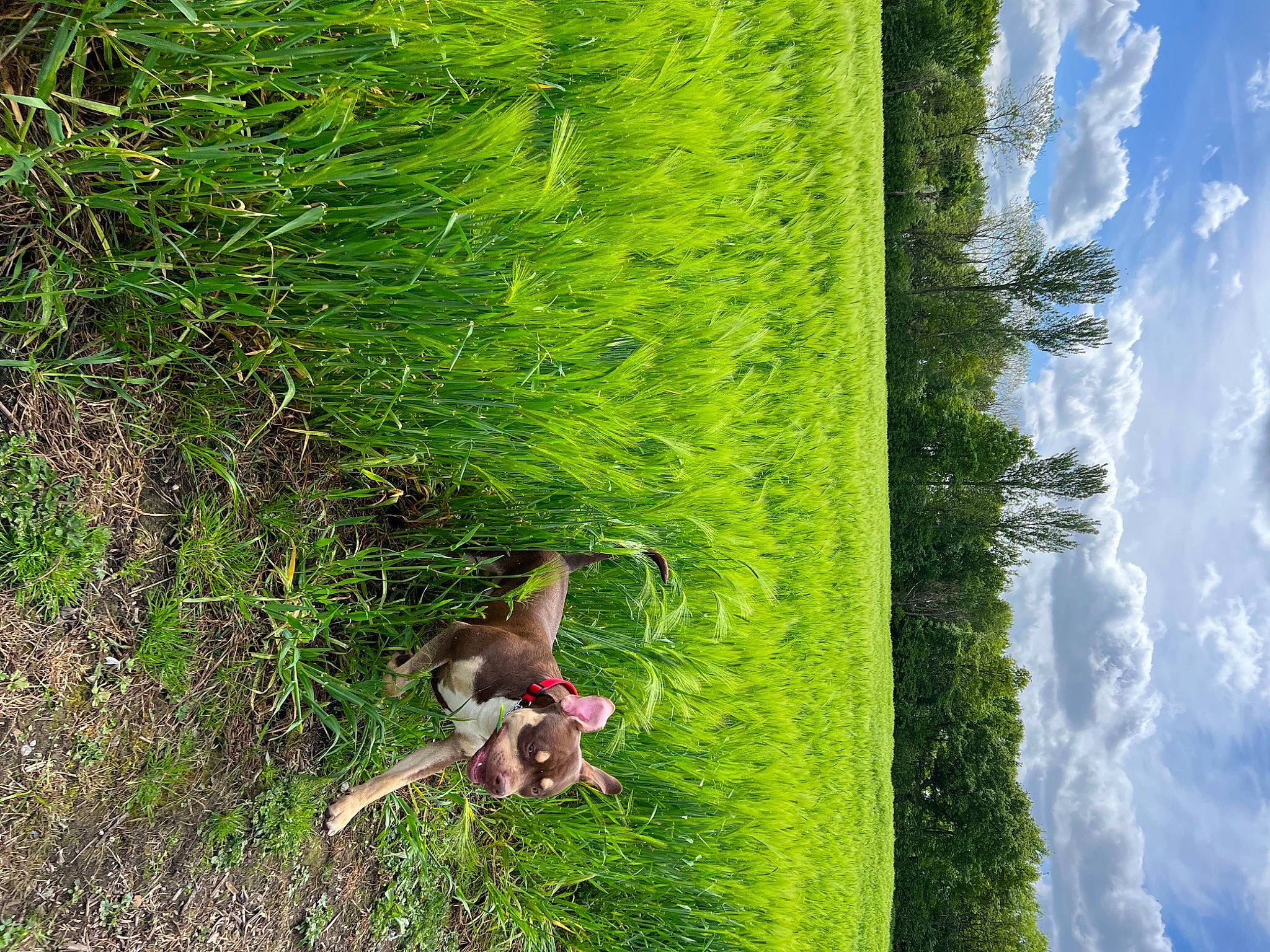 Zeno is registered to the contest to win money with this photo: biome, branch, cloud, grass, grass_family, groundcover, meadow, natural_environment, natural_landscape, people_in_nature, plant, sky, sunlight, terrestrial_plant, tree, trunk, vegetation, water, wood, woody_plant