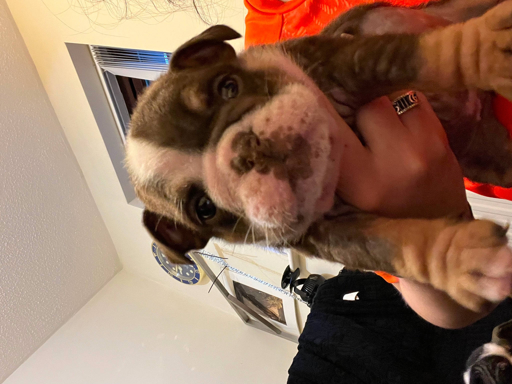 Willow joined the competition — help win amazing prizes! canidae, carnivore, comfort, companion_dog, dog, dog_breed, fawn, foot, fur, hand, human_leg, jaw, molosser, paw, snout, sporting_group, whiskers, working_animal, wrinkle, wrist