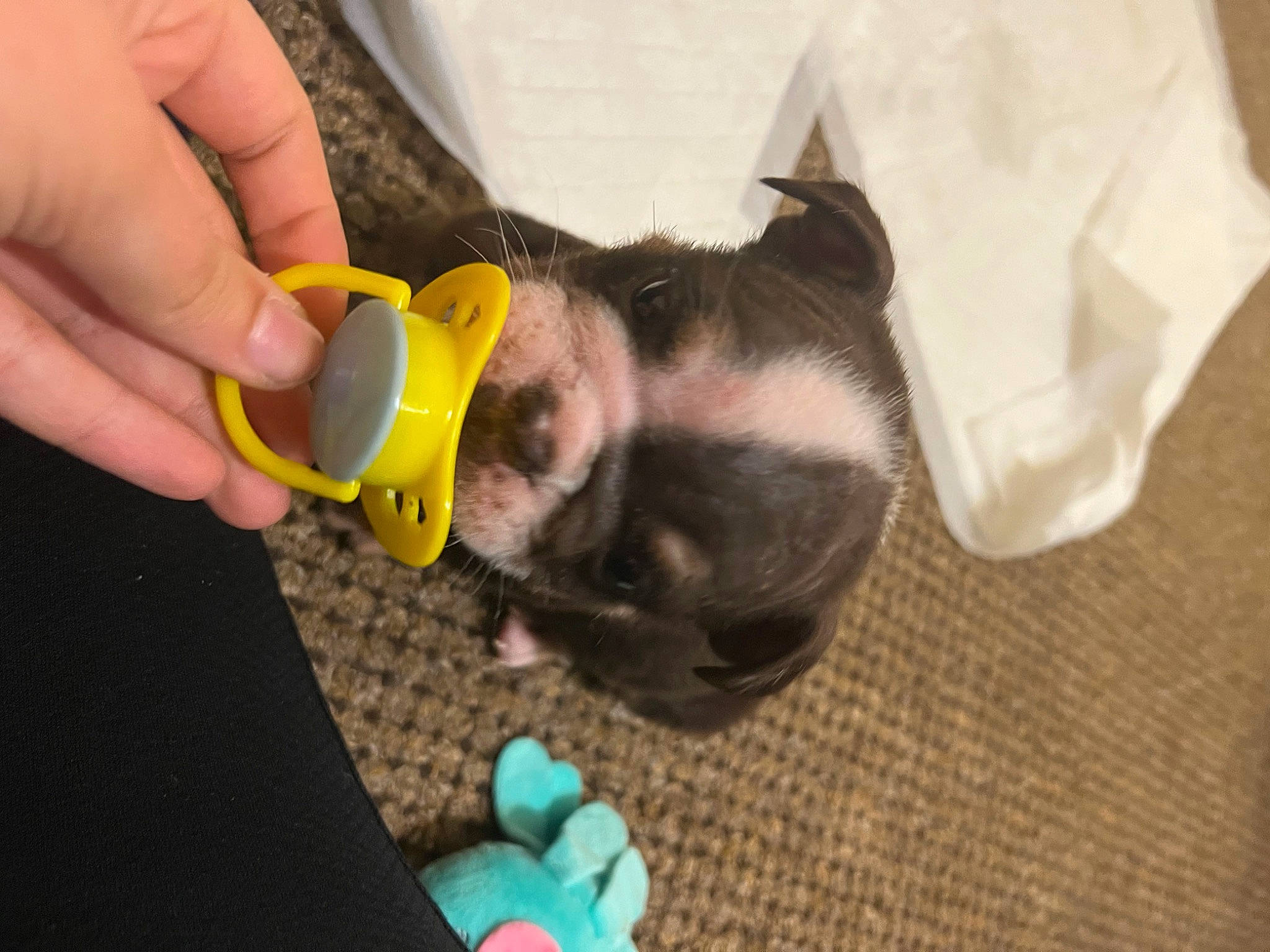 Willow joined the competition — help win amazing prizes! audio_equipment, canidae, carnivore, cat, companion_dog, dog_breed, ear, fawn, felidae, finger, fur, nail, paw, small_to_medium_sized_cats, stuffed_toy, tail, thumb, toy, whiskers, wrist