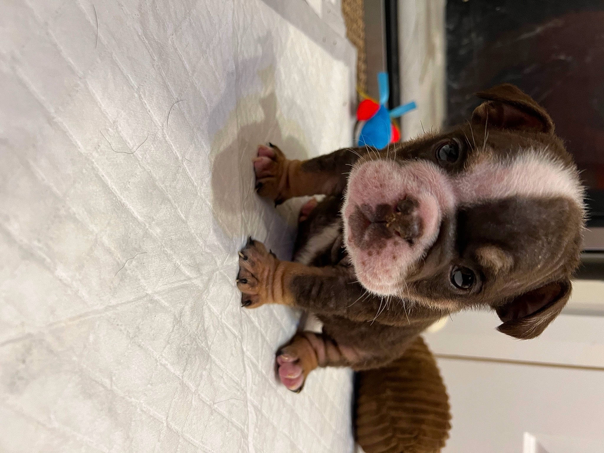 Willow joined the competition — help win amazing prizes! canidae, carnivore, claw, companion_dog, dog_breed, ear, fawn, felidae, fur, gesture, plush, small_to_medium_sized_cats, snout, stuffed_toy, tail, terrestrial_animal, toy, whiskers, wood, working_animal