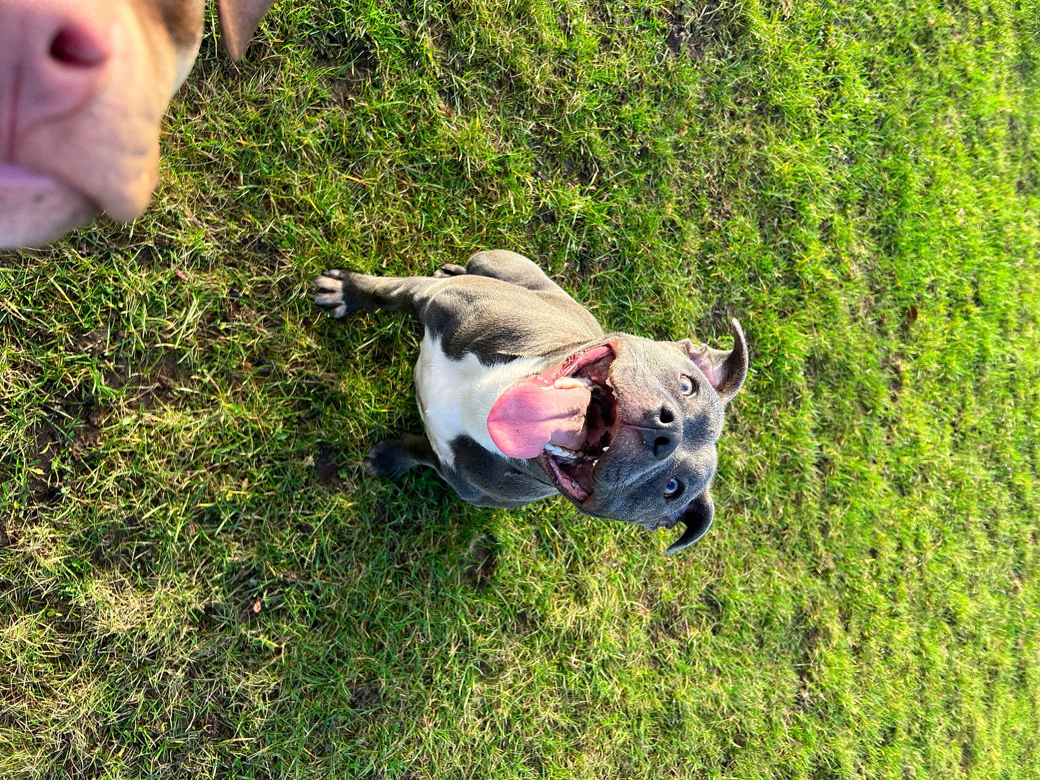 Arlow is registered to the contest to win money with this photo: canidae, carnivore, collar, companion_dog, dog, dog_breed, fawn, grass, grassland, leash, livestock, non_sporting_group, pasture, plant, snout, sporting_group, tail, terrestrial_animal, wildlife, working_animal