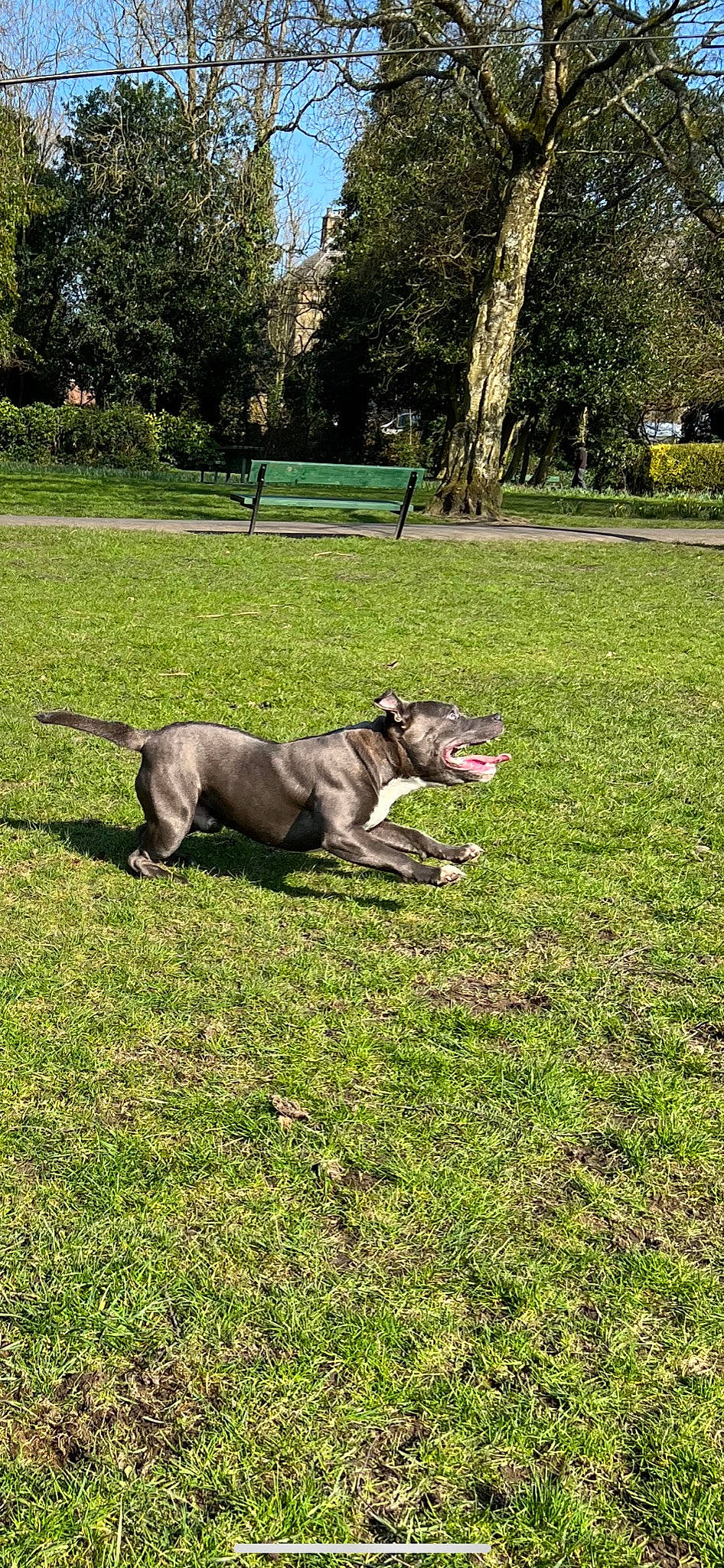 Arlow joined the competition — help win amazing prizes! canidae, carnivore, collar, companion_dog, dog, dog_breed, dog_supply, fawn, garden, grass, grassland, groundcover, guard_dog, lawn, plant, sporting_group, tail, terrestrial_animal, tree, working_animal