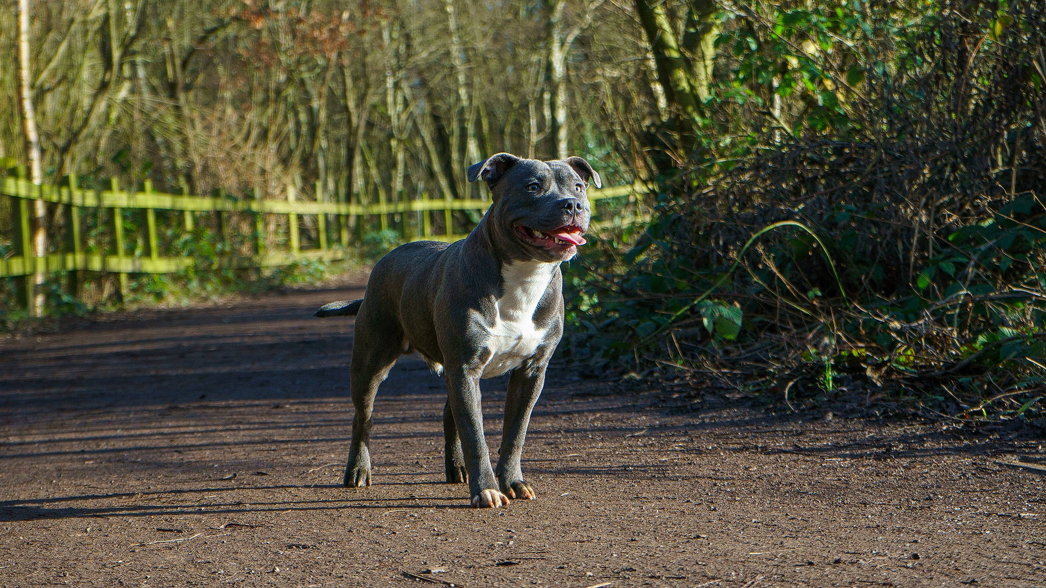 Arlow is registered to the contest to win money with this photo: canidae, carnivore, collar, companion_dog, dog, dog_breed, dog_collar, fawn, grass, great_dane, plant, pointing_breed, rampur_greyhound, sighthound, snout, sporting_group, tail, terrestrial_animal, tree, working_animal