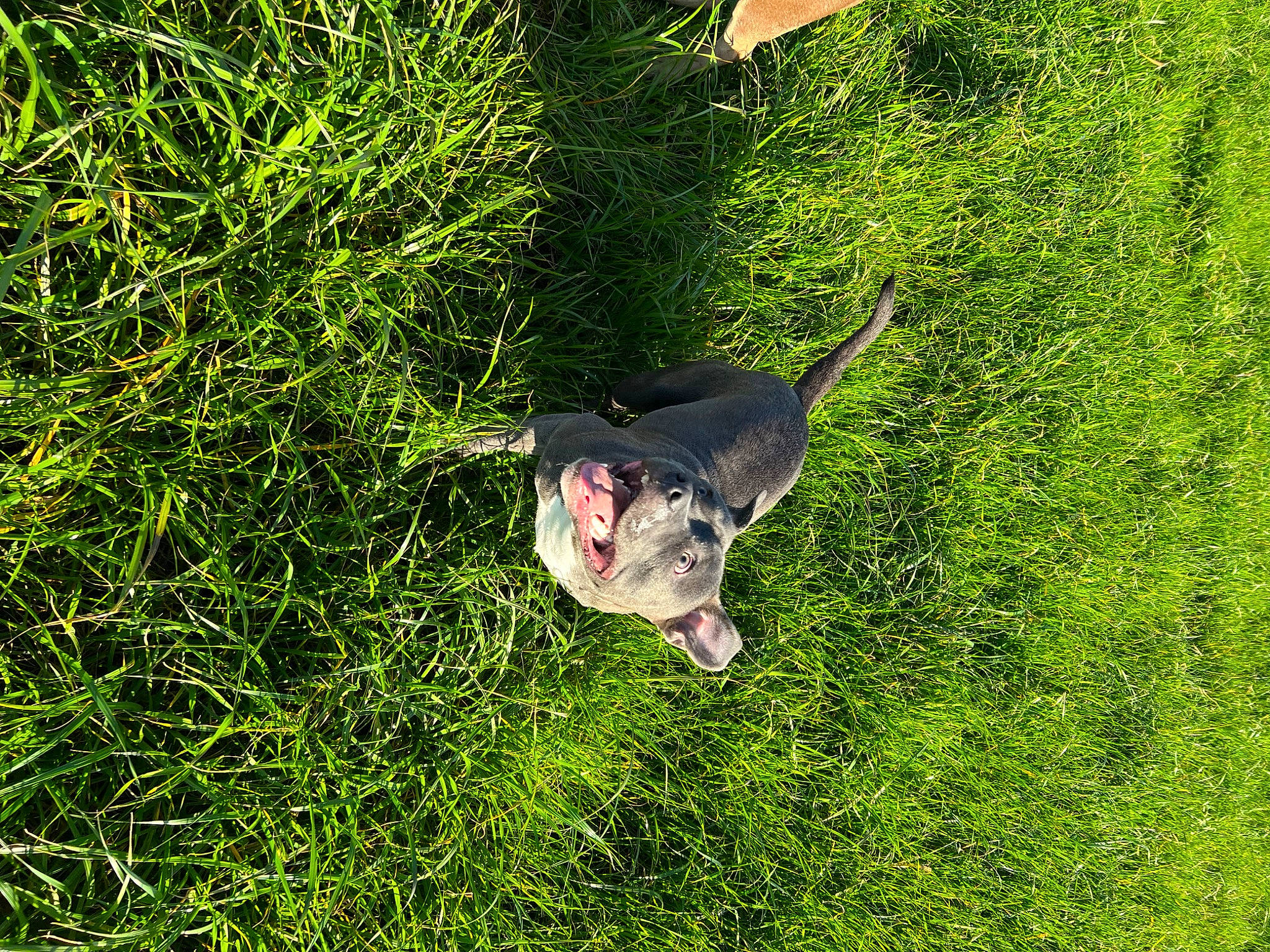 Arlow joined the competition — help win amazing prizes! artificial_turf, canidae, dog_breed, grass, grass_family, grassland, groundcover, landscape, lawn, leisure, meadow, pasture, people_in_nature, plant, recreation, shrub, sporting_group, tail, tree