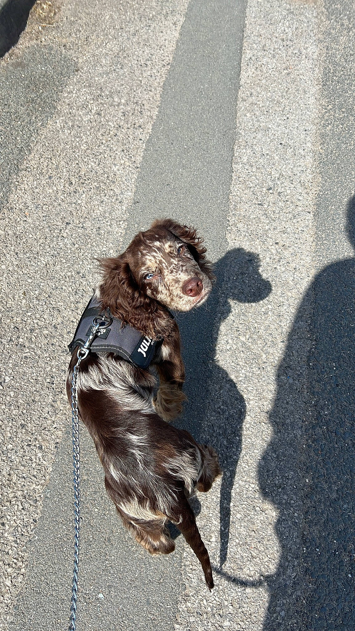 Bruno joined the competition — help win amazing prizes! art, asphalt, canidae, claw, concrete, fur, grey, leash, paw, primate, road, road_surface, shadow, sidewalk, snout, soil, sporting_group, street, tail, tar