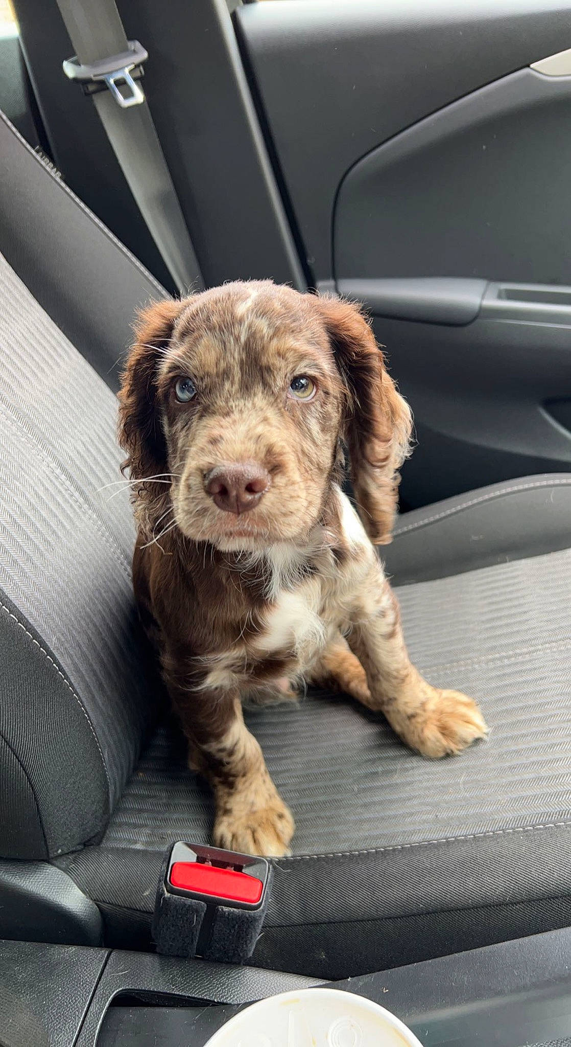 Bruno is registered to the contest to win money with this photo: auto_part, automotive_exterior, carnivore, companion_dog, dog, dog_breed, door, family_car, fur, liver, motor_vehicle, personal_luxury_car, snout, spaniel, sporting_group, vehicle, vehicle_door, window, windshield, working_animal