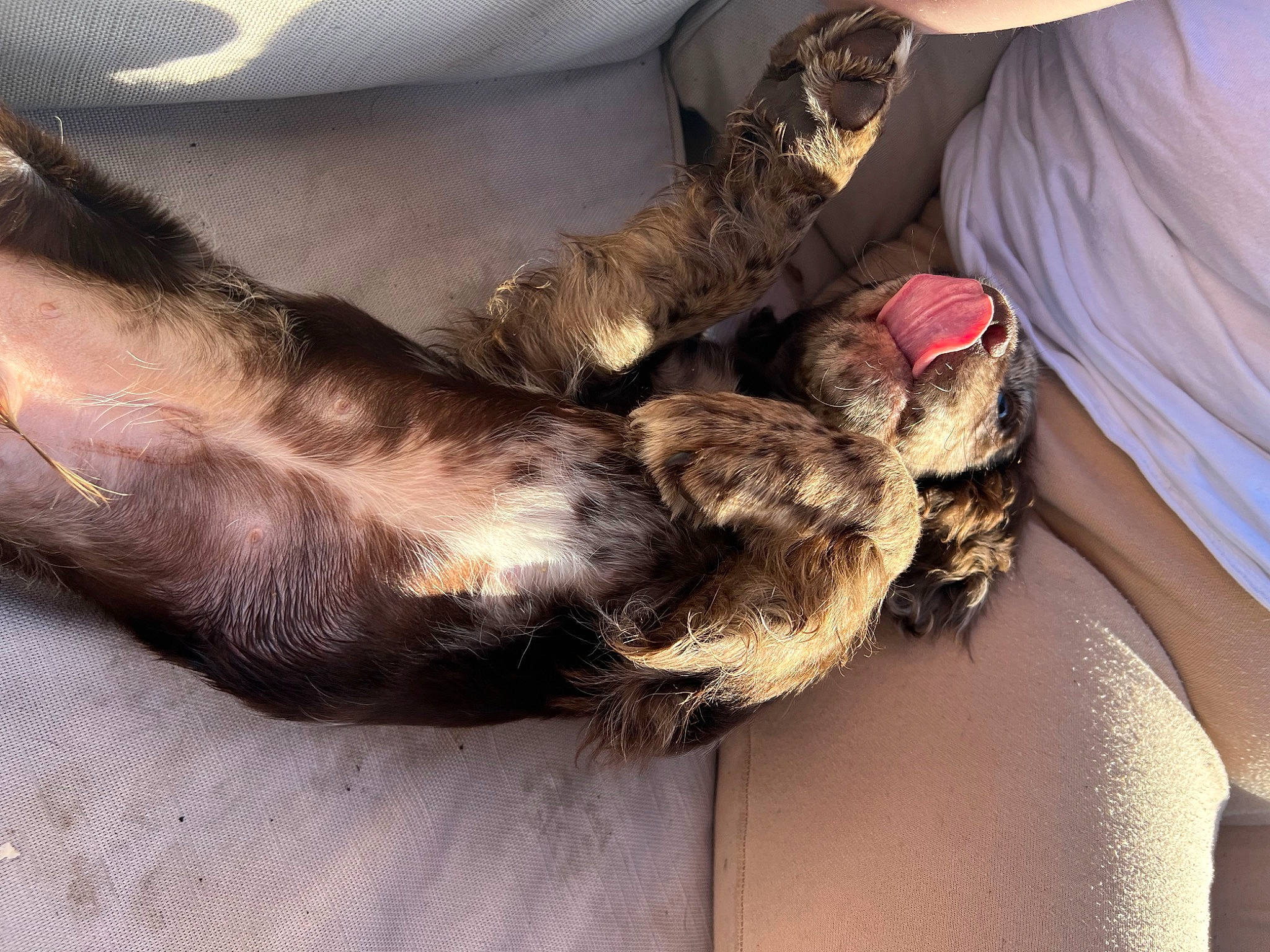 Bruno joined the competition — help win amazing prizes! carnivore, claw, comfort, companion_dog, dog_breed, elbow, felidae, foot, fur, gesture, human_leg, mammal, nail, paw, small_to_medium_sized_cats, tail, thigh, vertebrate, whiskers, wrist