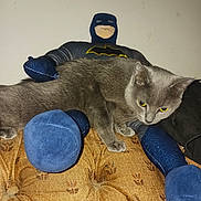 Luna is registered to the contest to win money with this photo: animal, batman, cat, close_up, fabric, flash_photography, grey_cat, indoor, paws, pet, plush_toy, portrait, sitting, sofa, stuffed_animal, toy_mask, upholstery, wall, whiskers, yellow_eyes