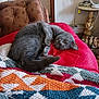 Luna is registered to the contest to win money with this photo: cat, gray_cat, pet, indoor, cushion, blanket, patterned_blanket, armchair, furniture, cozy, relaxed, resting, animal, cute, home, decor, table, figurines, lamp, soft_texture
